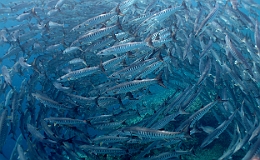 Sipadan_2015_Barracudas a nageoires noires_Sphyraena qenie_IMG_2932_rc